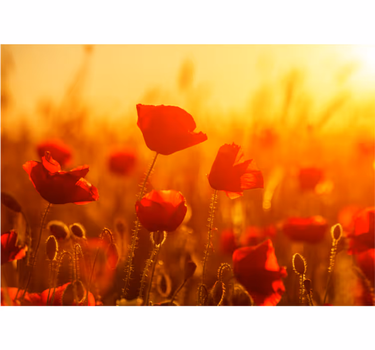Fototapete mohnblumen sonnenaufgang im feld - TenStickers
