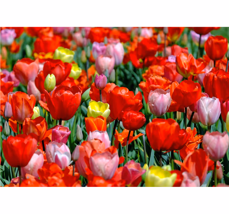 Fototapete blumen bunte tulpenwiese - TenStickers
