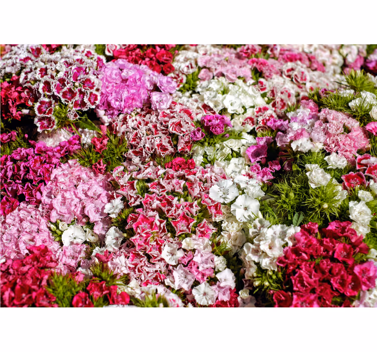 Fototapete Andere Blumen Verschiedenfarbige nelken - TenStickers