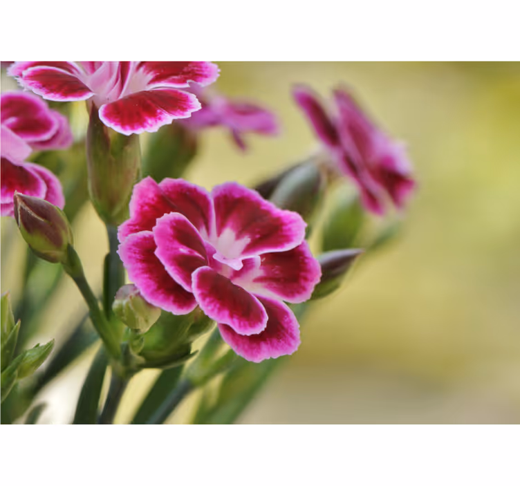 Fototapete Andere Blumen Nahaufnahme nelke - TenStickers