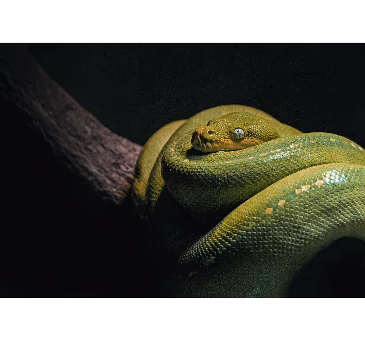 Fototapete tiere smaragdgrüner python - TenStickers