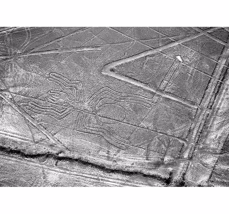 Fototapete tiere nazca-spinne geoglyph - TenStickers