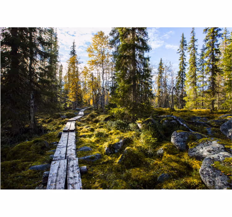 Fototapete natur ruhiger waldweg - TenStickers