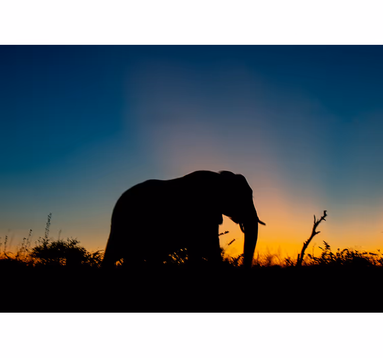 Fototapete tiere elefanten-silhouette im sonnenuntergang - TenStickers