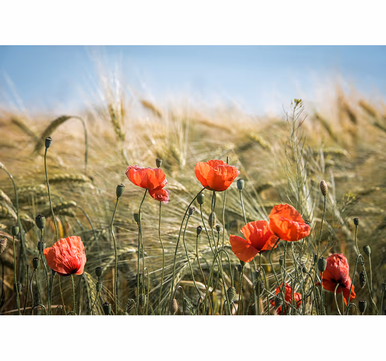 Fototapete Natur Mohn im sommerweizen - TenStickers