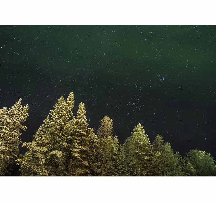 Fototapete wald sternenhimmel kiefer forest - TenStickers