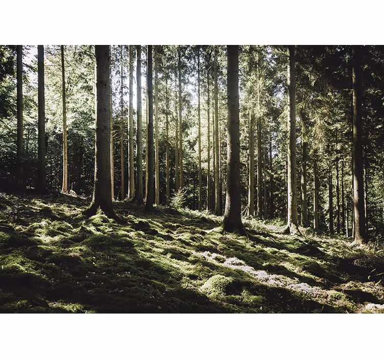 Fototapete wald ruhige waldszene - TenStickers