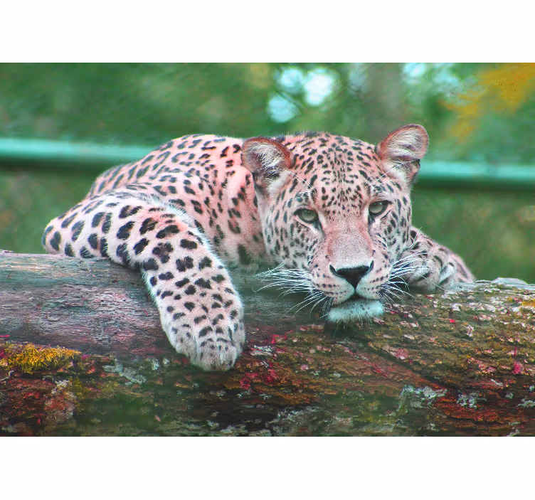 Fototapete tiere leopard ruhend anmutig - TenStickers