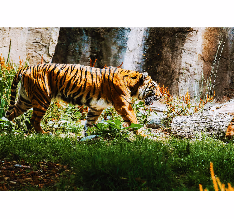 Fototapete tiere majestätischer tiger im gehen - TenStickers