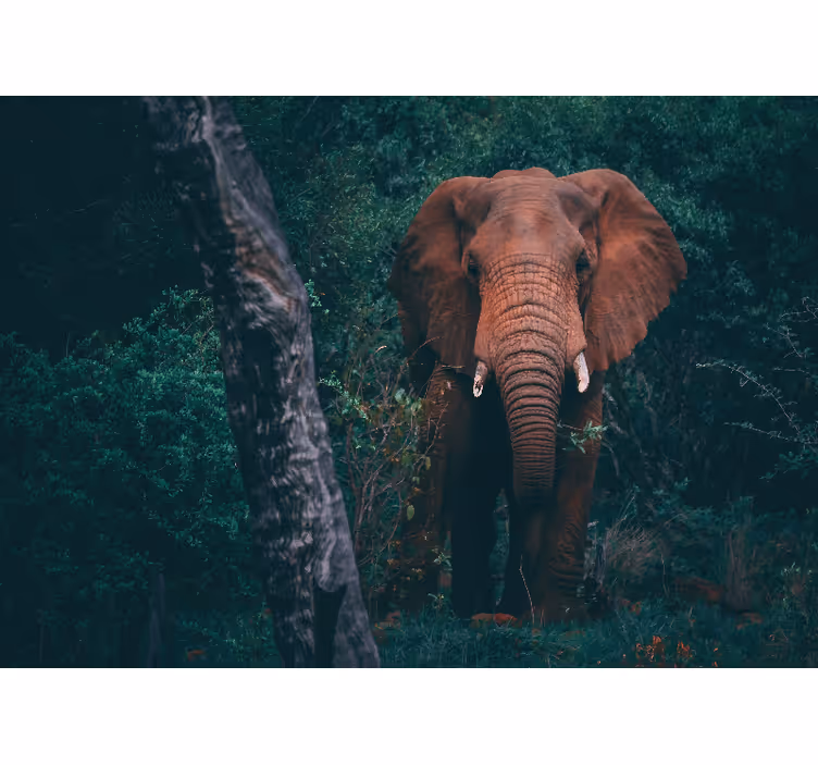 Fototapete tiere majestätische elefanten präsenz - TenStickers