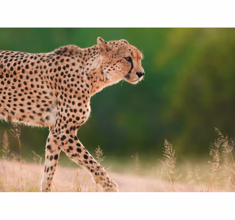Fototapete tiere gepard in bewegung - TenStickers