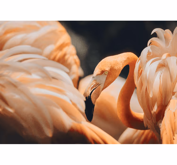Fototapeten weitere tiere elegante flamingo szene - TenStickers