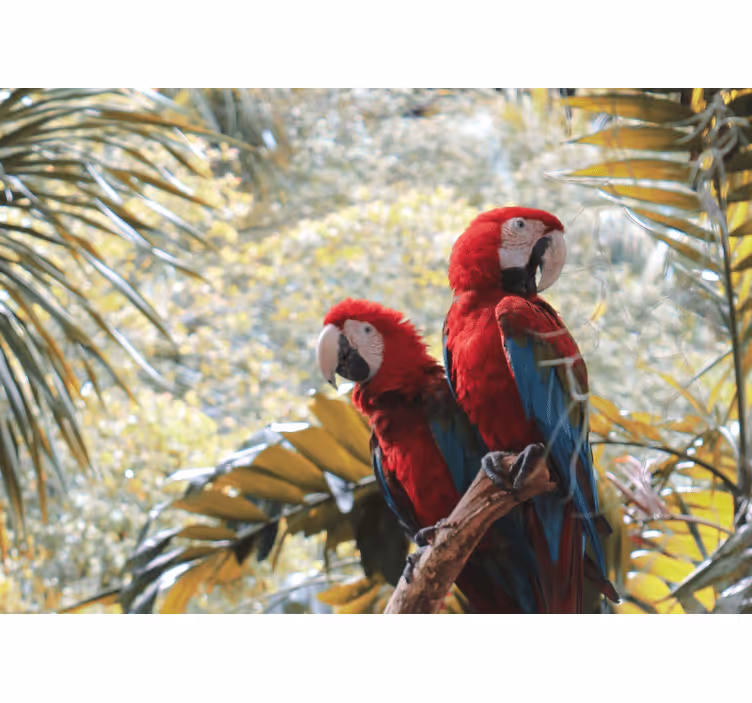 Fototapete tiere papageienpaar scarlet macaw - TenStickers