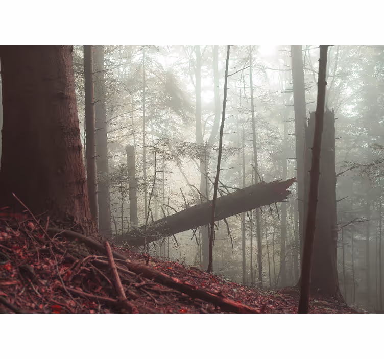 Fototapete wald nebliger waldblick - TenStickers