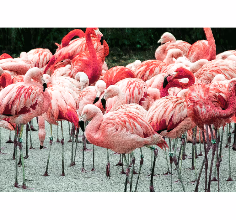 Fototapete tiere flamingo schwarm - TenStickers