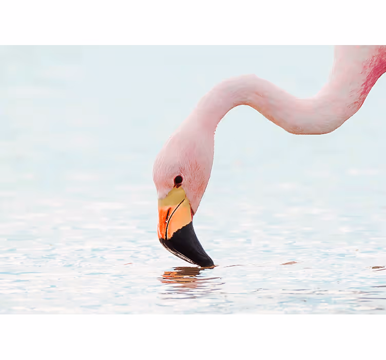 Fototapeten weitere tiere flamingo wasserreflexion - TenStickers