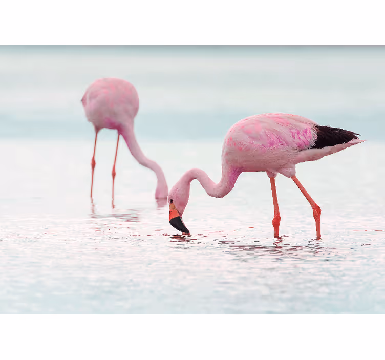 Fototapete tiere flamingo fütterungsszene - TenStickers
