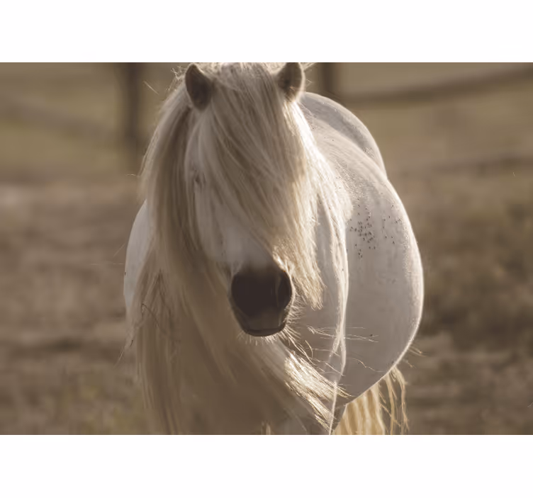 Fototapeten weitere tiere weißes pferd regal - TenStickers
