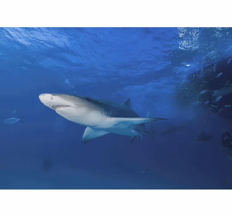 Fototapete tiere majestätische haifisch-entdeckung - TenStickers