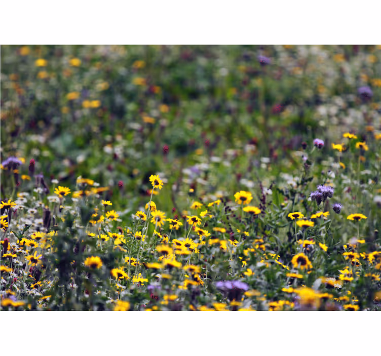 Fototapete blumen sonnenwiesenblüten - TenStickers
