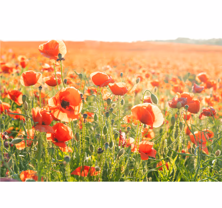 Fototapete mohnblumen sonnenverwöhnte felder - TenStickers