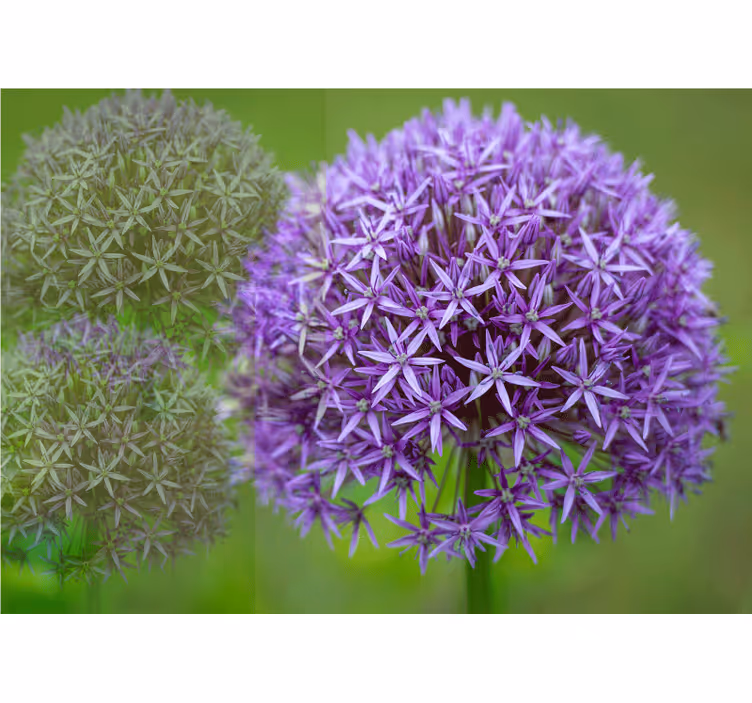 Fototapete mohnblumen lila blumenarrangement - TenStickers