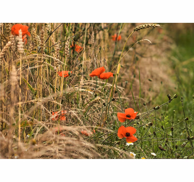Fototapete mohnblumen poppy wiesenruhe - TenStickers