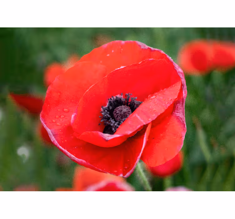 Fototapete mohnblumen red poppy blossom - TenStickers