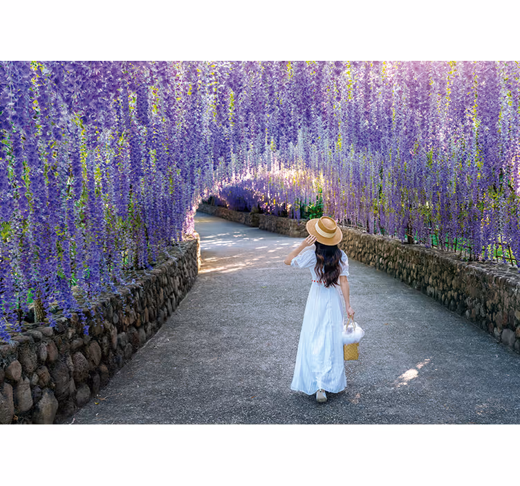 Fototapete blumen wisteria blütenweg - TenStickers