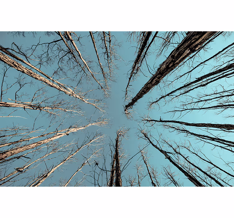 Fototapete baum bäume erreichen den himmel - TenStickers