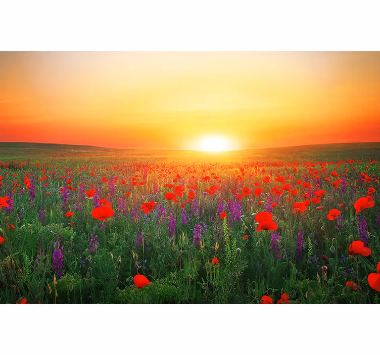 Fototapete mohnblumen goldener sonnenuntergang - TenStickers