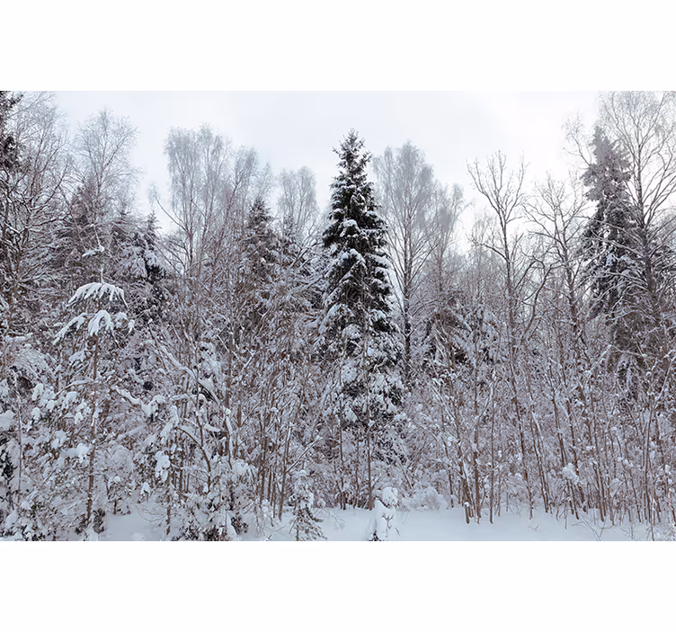 Fototapete Wald winterwaldszene - TenStickers