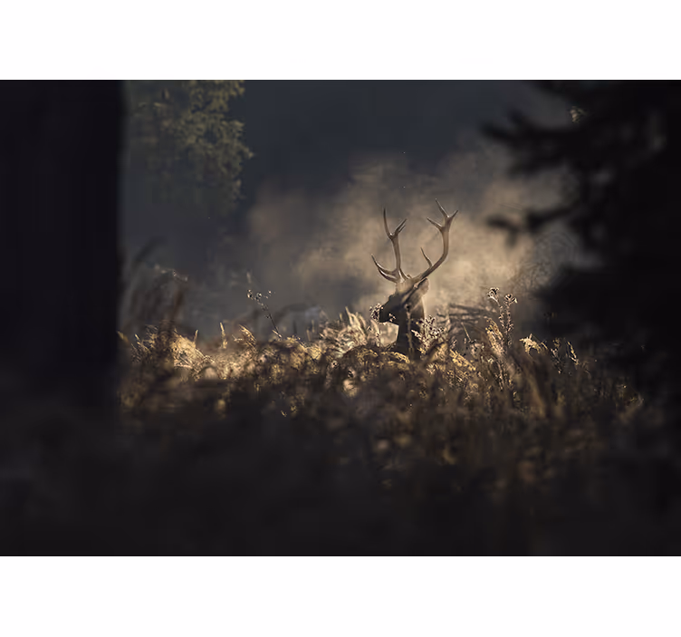 Fototapete tiere geweih-elch umriss - TenStickers