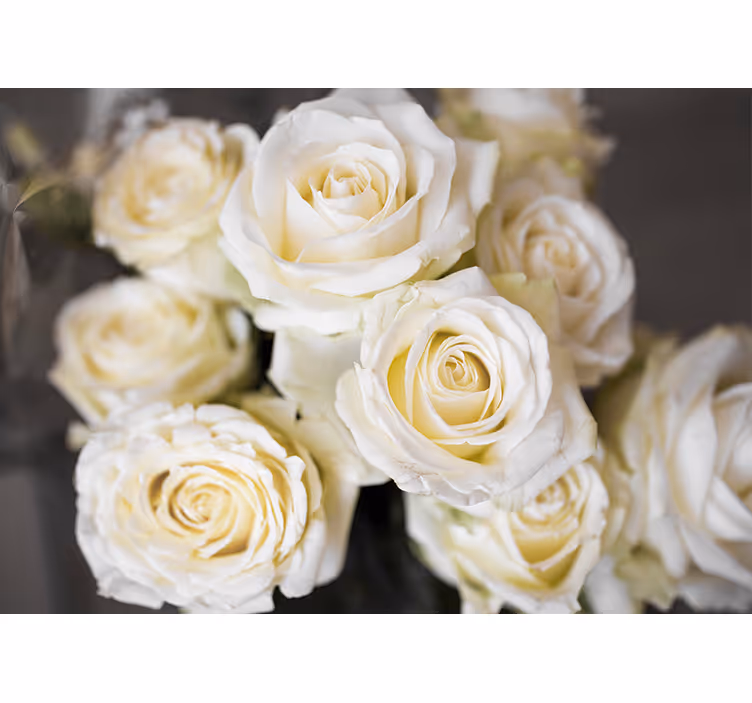 Fototapete blumen elegante weiße rosen - TenStickers