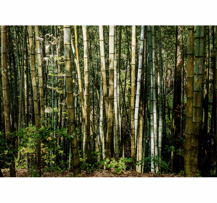 Fototapete bambus landschaft im bambushain - TenStickers