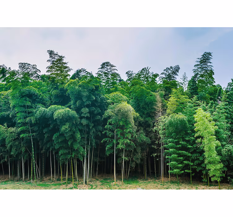 Fototapete natur bambuswald landschaft - TenStickers
