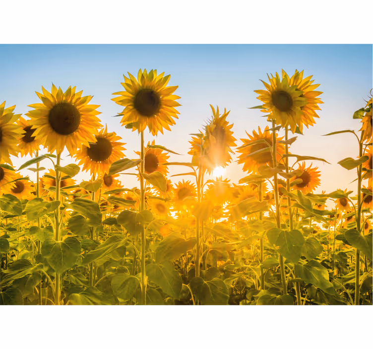 Fototapete Blumen sonnenblumenfeld glühen - TenStickers
