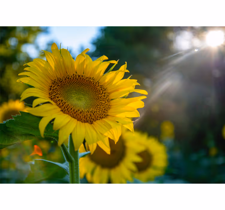 Fototapete blumen sonnenblume leuchtend hell - TenStickers