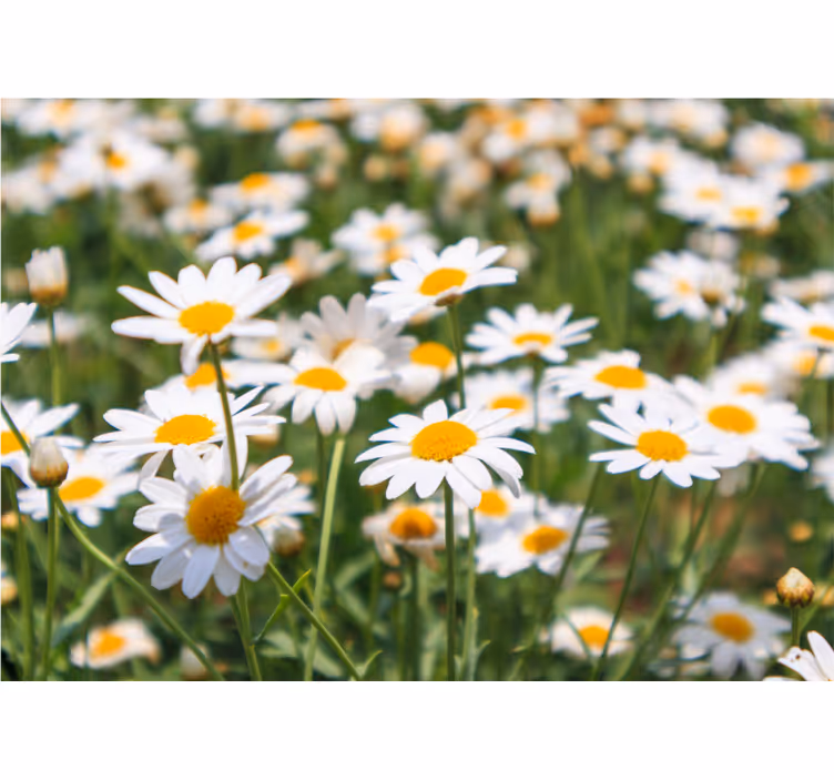 Fototapete blumen strahlend blühende gänseblümchen - TenStickers