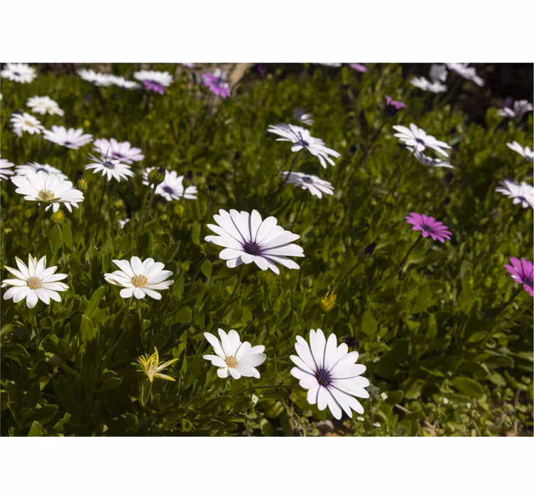 Fototapete blumen gänseblümchen und grün - TenStickers