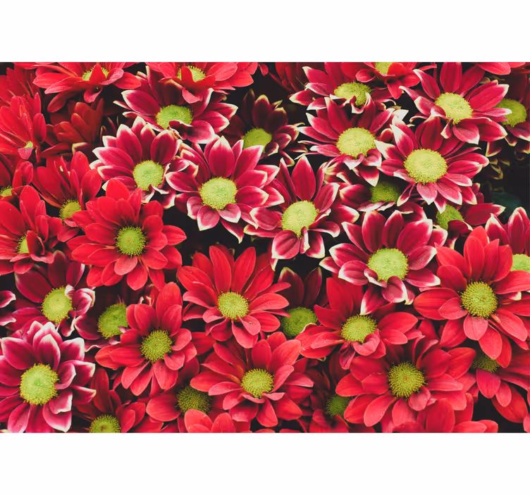 Fototapete blumen in roter blütenkomposition - TenStickers