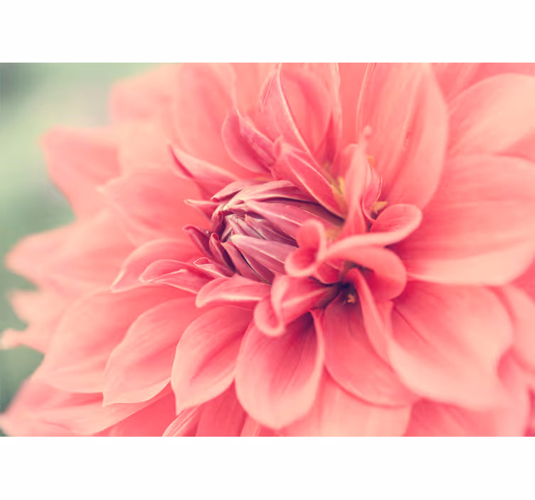 Fototapete blumen lebendige pinke blüte - TenStickers
