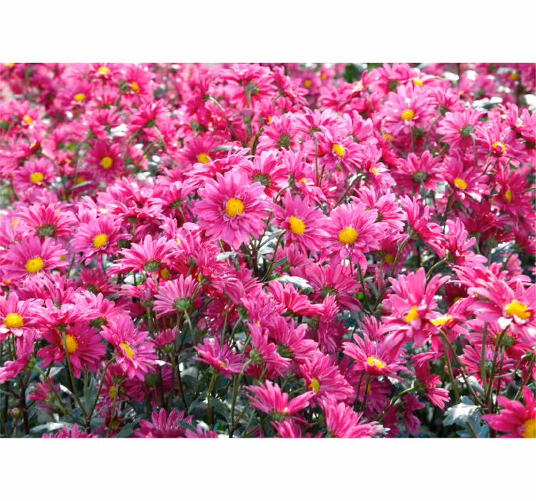 Fototapete blumen pinke blumenexplosion - TenStickers