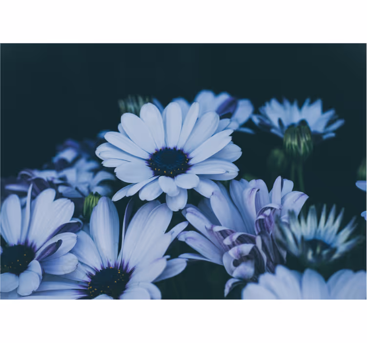 Fototapete blumen ruhiges blumenarrangement - TenStickers