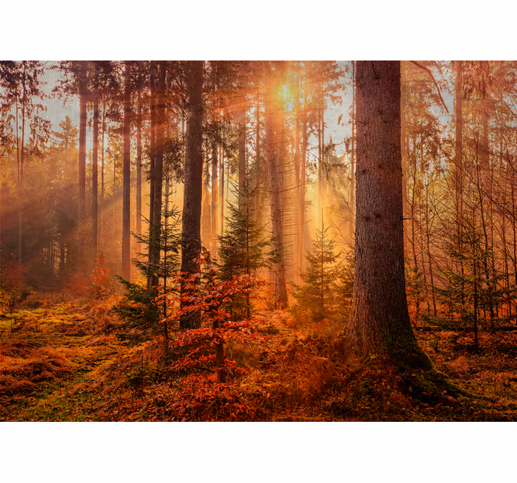 Fototapete wald strahlende waldbelichtung - TenStickers