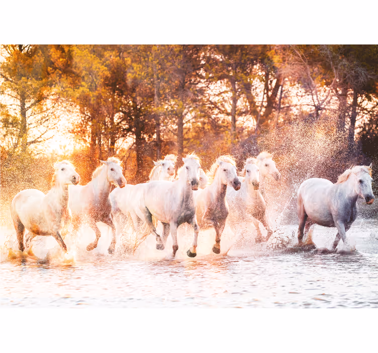 Fototapete tiere majestätische pferde im galopp - TenStickers