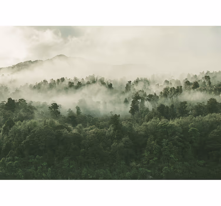 Fototapete Wald Riesige bäume mit viel nebel - TenStickers