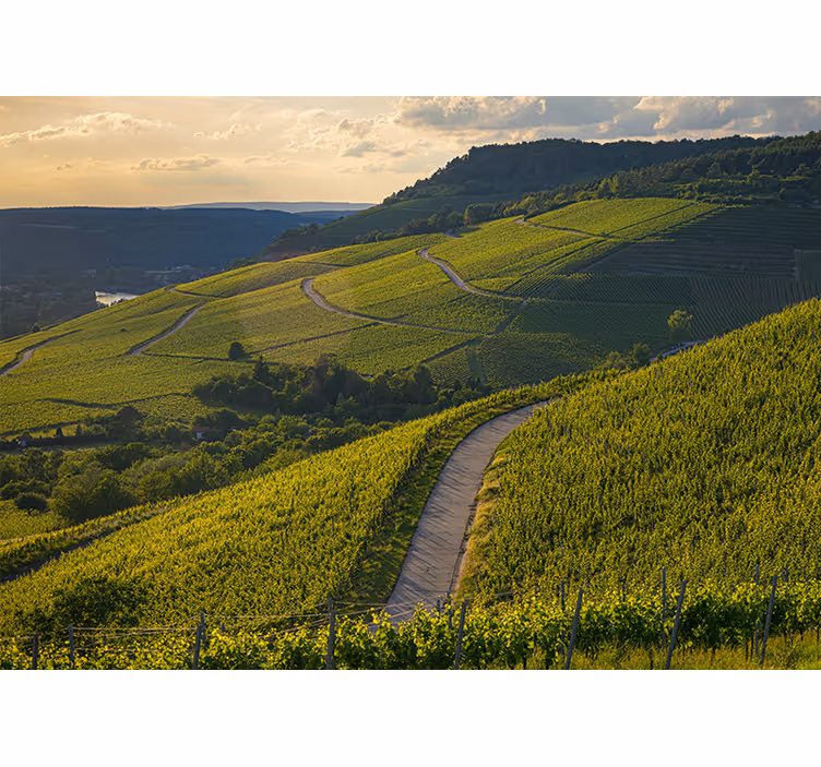 Fototapete landschaft weinberghänge - TenStickers