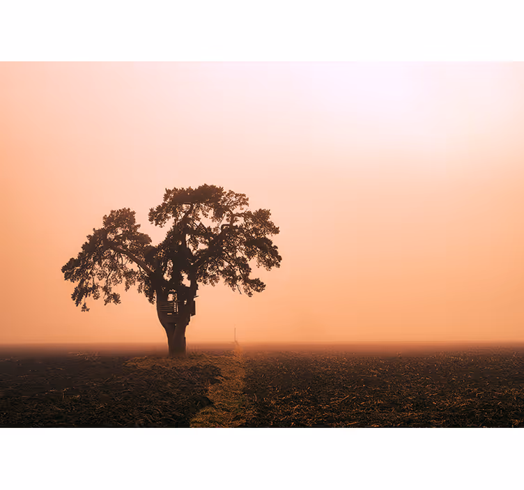 Fototapete Wald Große bäume mit nebel auf einem feld - TenStickers