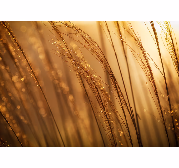 Fototapete natur sanftes goldenes gras - TenStickers